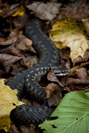 Viper auf dem Wasserfall Laute / ***