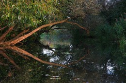 Spiegelung / ***