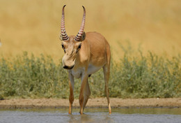 &quot;Saiga&quot; / ***