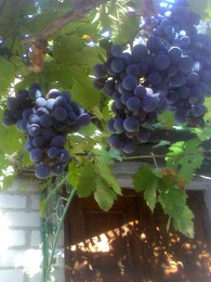 Cabernet / ***