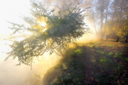 Die Energie der Herbst Morgengrauen .... / ***