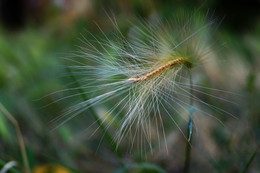 Barley Mähnen / -----