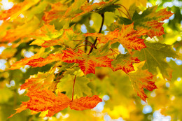 Herbst / ***