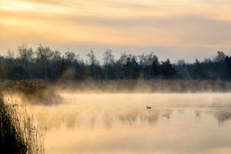 Morgennebel auf dem See / ***