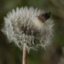 Nedoraskrylis ... / ***
