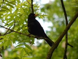 Amsel / ...