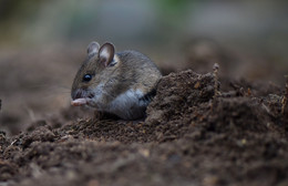 "Wir müssen, müssen wir -umyvatsya ..." / ***