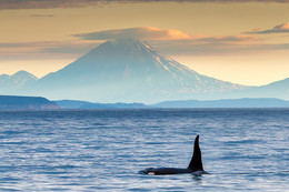 Primordial Kamchatka / ***