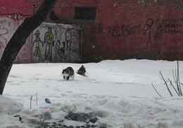 Bestialität / ....