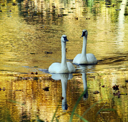 Im goldenen Wasser ..... / ***