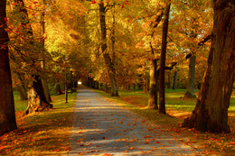 Herbst-Park. Allee. / ***
