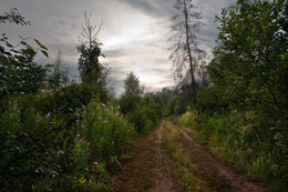 Blauer Wald / ***