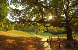 Herbst in der Oak / ***