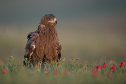 &quot;Morgen Steppe Eagle&quot; / ***