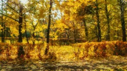 Herbst im Park Sokolniki. / ***