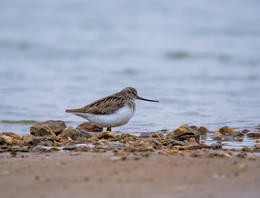 Terek Sandpiper / ***