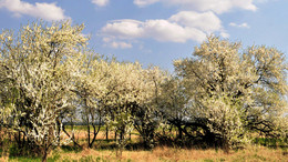 Der Frühling ist in vollem Gange / ***