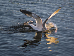 Seagull auf dem Wasser / ***