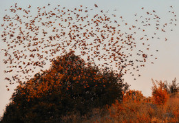 Herbst / ***