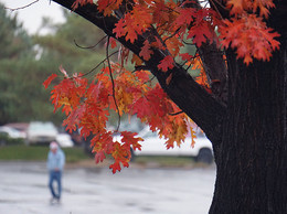 Herbst / ***