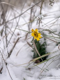 Gänseblümchen im Schnee / ***