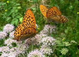 Treffen auf einer Blume. / ***