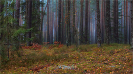 Über den November Wald / ***