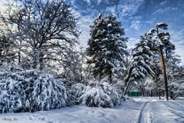 Winter in den Park. / Sokolniki / / ***