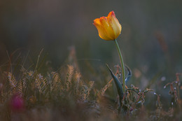 &quot;Steppe Tulip&quot; (vormittags) / ***