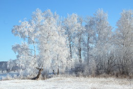 Birch Morgen / ***