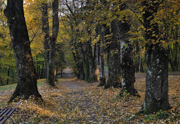 Herbst im Park. / ***