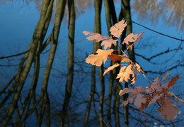 Joyful Farben des Herbstes ... / ***