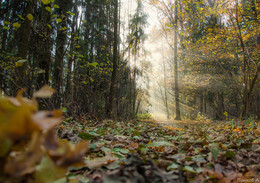 Waldlandschaft / ***