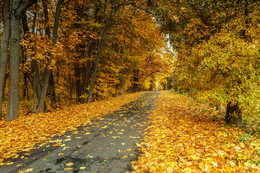 Straße durch Herbst / ***