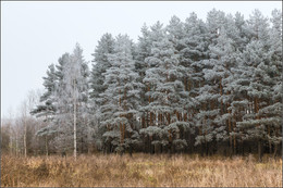 Herbstbäume Frostsilber ... / ***