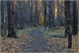 Nacht in den Kiefernwald / ***