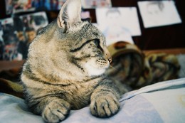 Er denkt, er ist - der König, aber wirklich nur eine Katze. / ***
