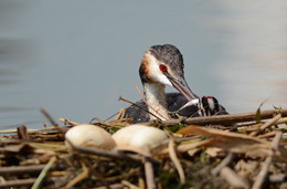 Grebe. / ***