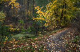 Oktober in den Wald / ***