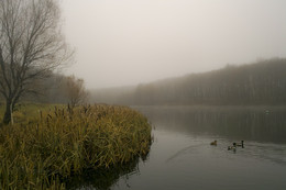 Foggy Morning .... (im Park) / ***