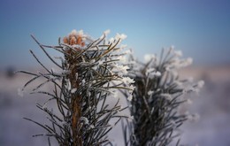 Morgen Frost schützen! / ***