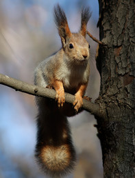 Über Eichhörnchen ... / ***