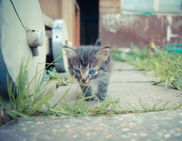 Musya-Reisenden ... / ***