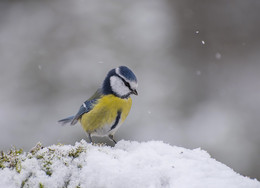 Erste im Leben, der erste Schnee / ***