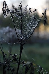 Autumn Perlen / ***