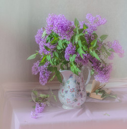 Perser lilac ... / ...