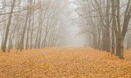 Ich glaube nicht, zu kommen und fallen herbst ... / ***