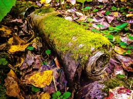 Wald Manuskript / ***