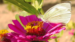 ein Schmetterling / ***