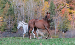 Fine settimana a Val-des-Bois / horses